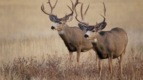 Two mule deer stand in a field in Colorado