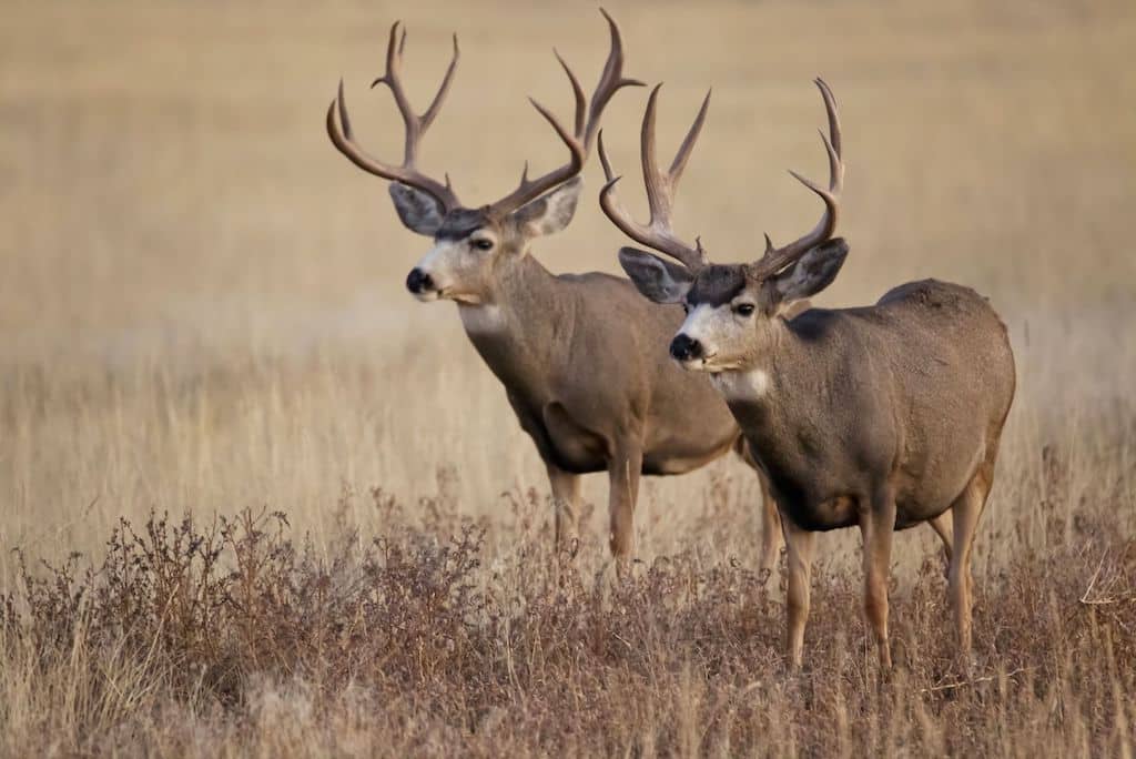 Two mule deer stand in a field in Colorado