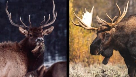 elk vs moose