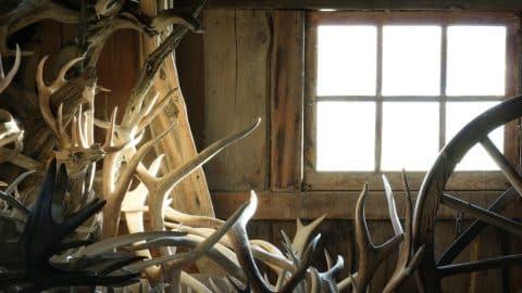 A hunter's shed full of antlers near a window letting in light