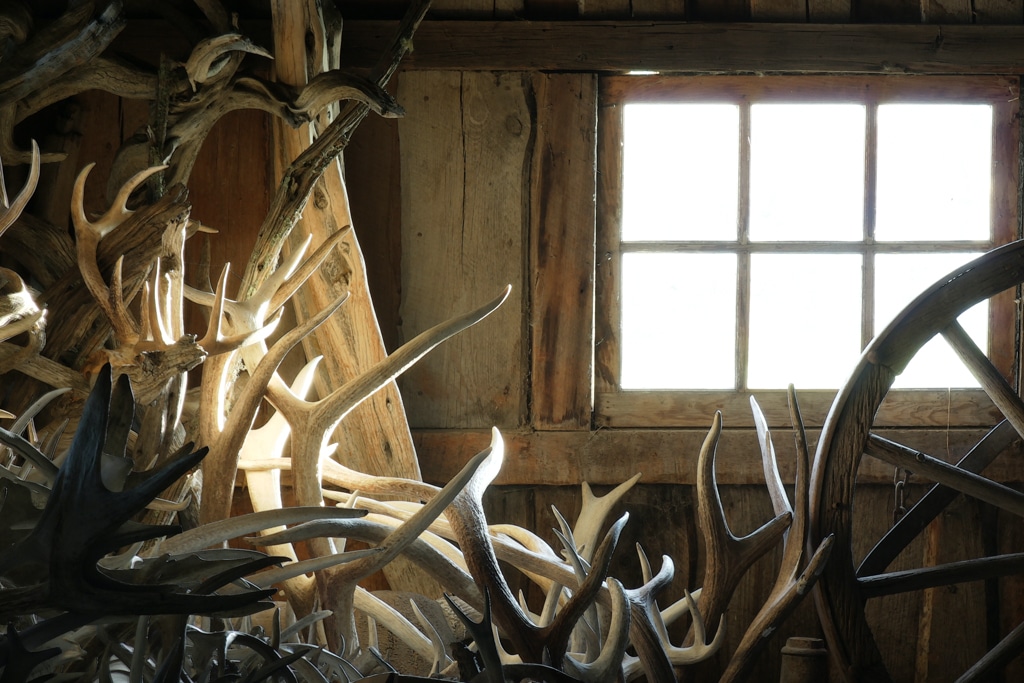 A hunter's shed full of antlers near a window letting in light