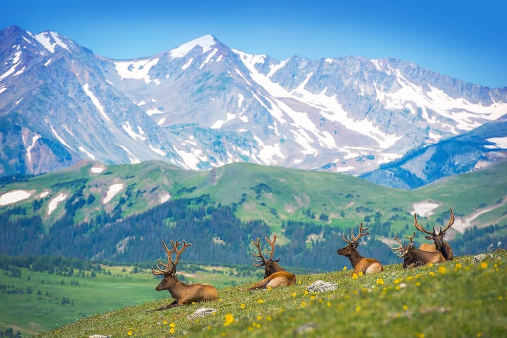 Five bull elk rest in a meadow against a backdrop of forest hills and snow covered mountains