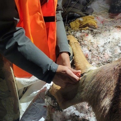 Hunter in orange vest carefully skinning a mule deer with a Havalon skinning knife.
