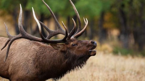 elk sounds