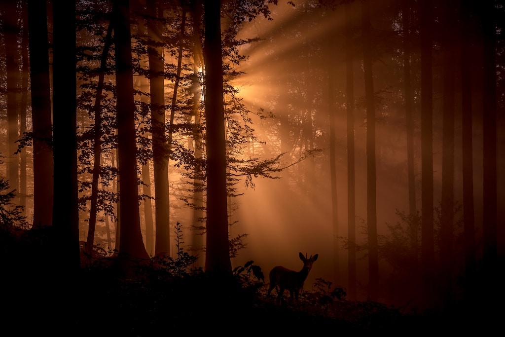 Silhouette of a crepuscular ungulate with small antlers at dusk