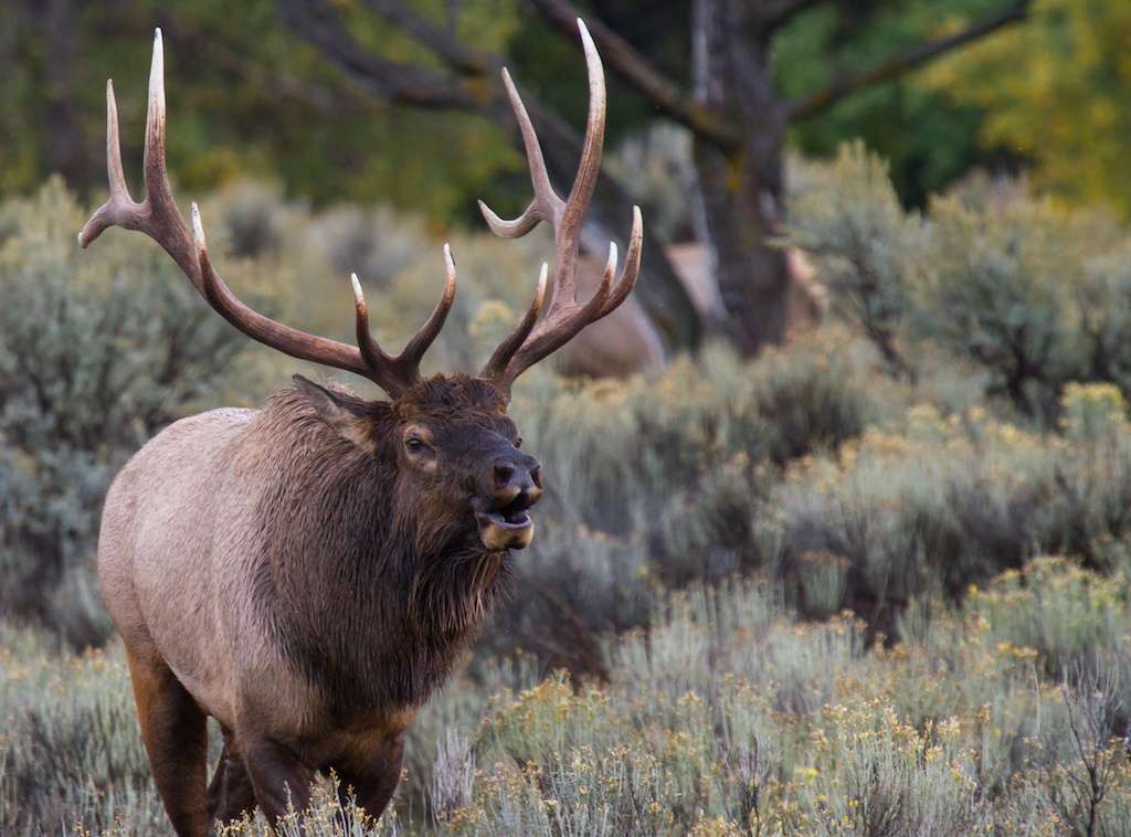 trophy bull elk bugling
