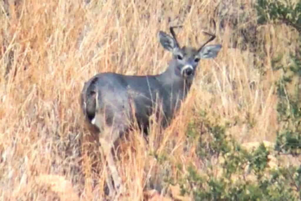 Young buck turning and looking at the camera in an Arizona desert