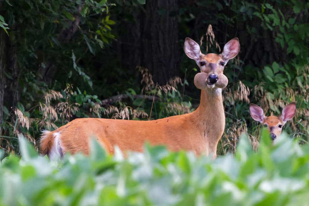 Doe with a mouthful of soybeans in a forest looking at the camera