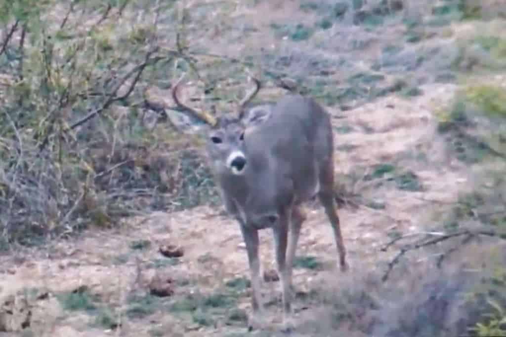 Deer looking towards the camera in New Mexico