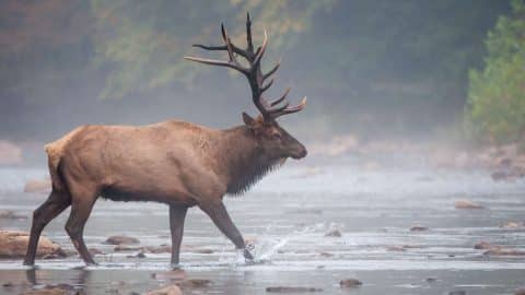 A bull elk walking across a river and splashing water with his hooves