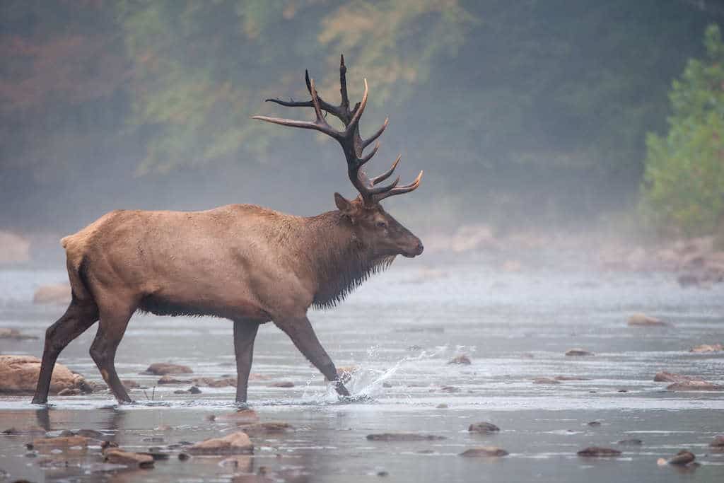 A bull elk walking across a river and splashing water with his hooves