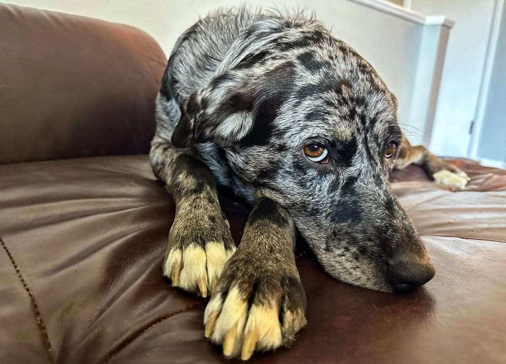 Photo of a sad dog on a couch looking at the camera