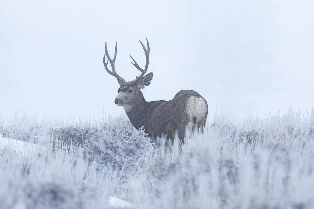 Whitetail deer in a snowy field staying warm and looking back at the camera