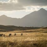Antelope and other wildlife roaming a prairie in Arizona, United States