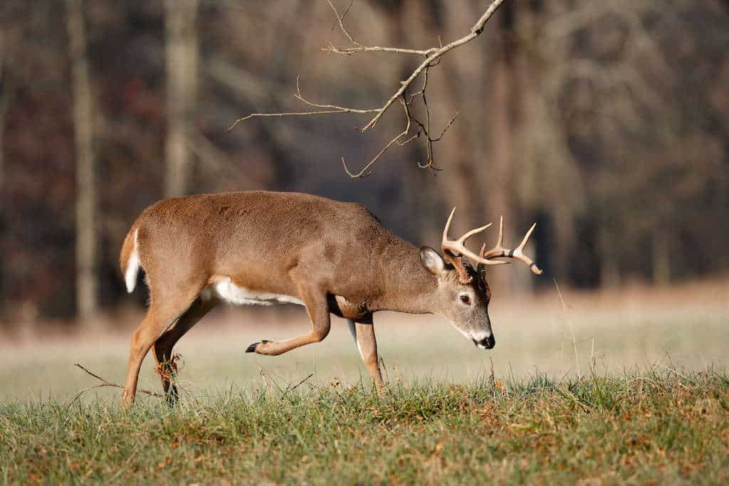 Male deer buck digging at the ground with his hooves and spreading his scent on the tree branch above