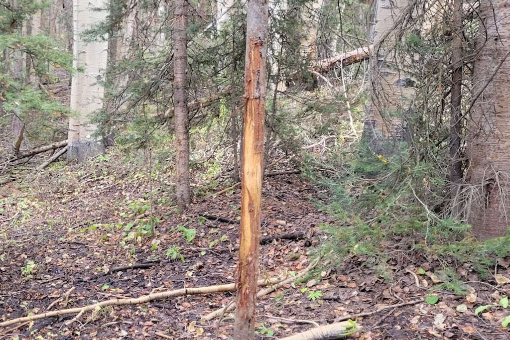 Deer rub on tree during hunting trip in Colorado