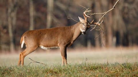 Deer scraping antlers against a tree
