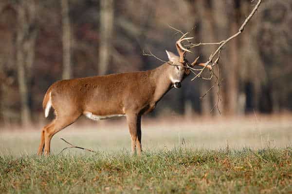 Deer scraping antlers against a tree