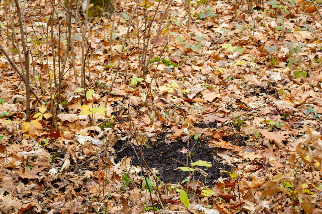 Deer markings on the floor of the woods during a hunting trip