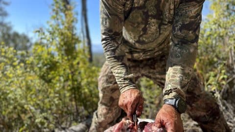 man cutting the backstraps from a bull elk with a benchmade knife