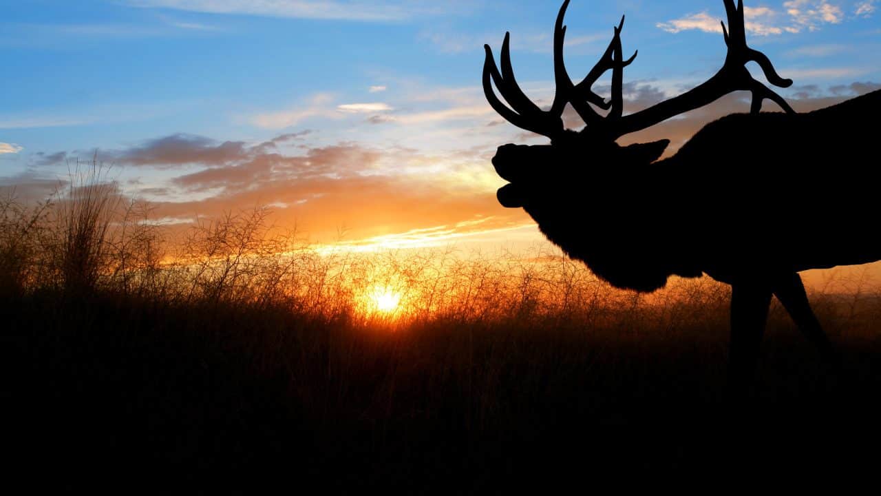 Bull Elk Bugling into the sunset