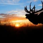 Bull Elk Bugling into the sunset