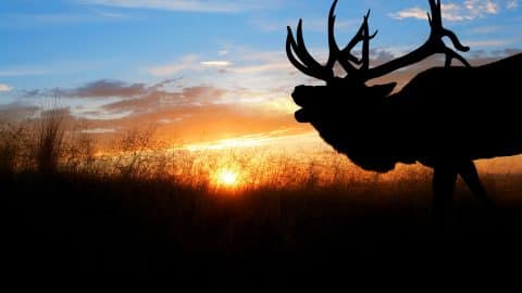 Bull Elk Bugling into the sunset