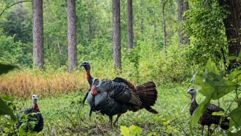 Two Turkeys strut in to check things out with two hen decoys