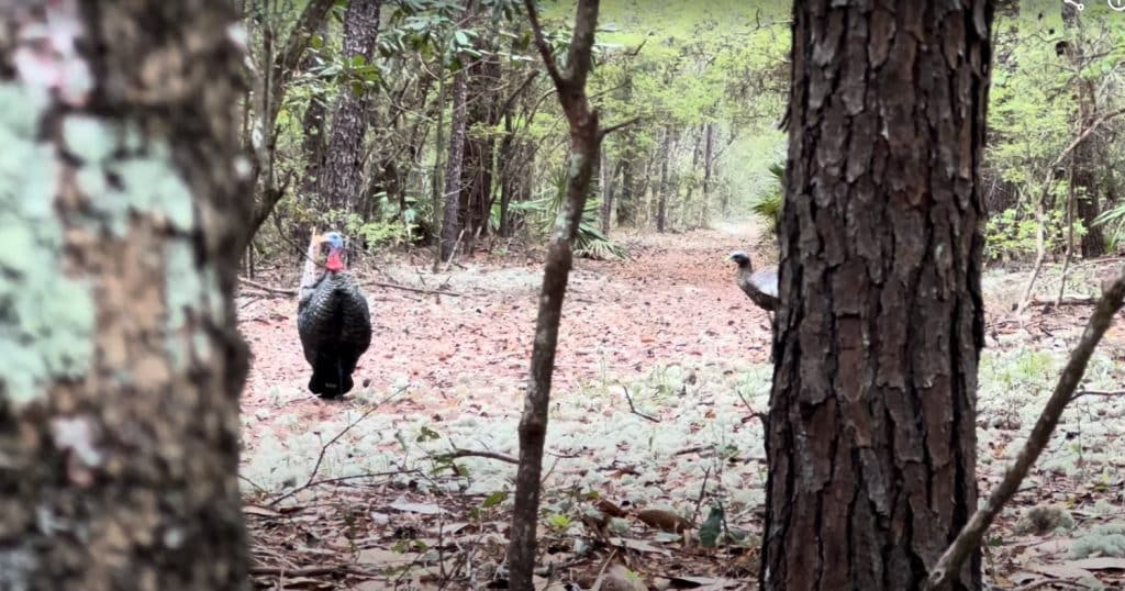 setup of turkey decoys