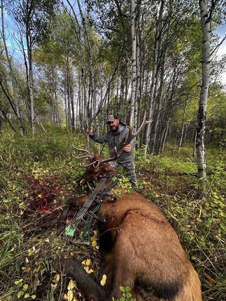 Hunter holding the antlers of a recovered bull elk in a Colorado aspen stand with a compound bow laid across the animal
