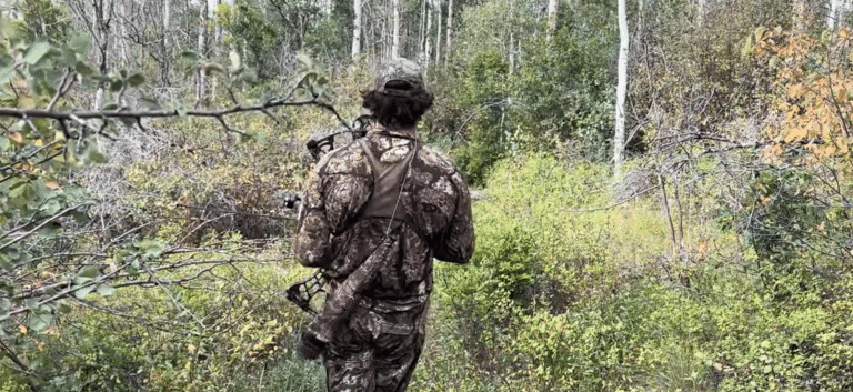 Bowhunter moving in silently on a located bull through Colorado aspens and brush during archery elk season