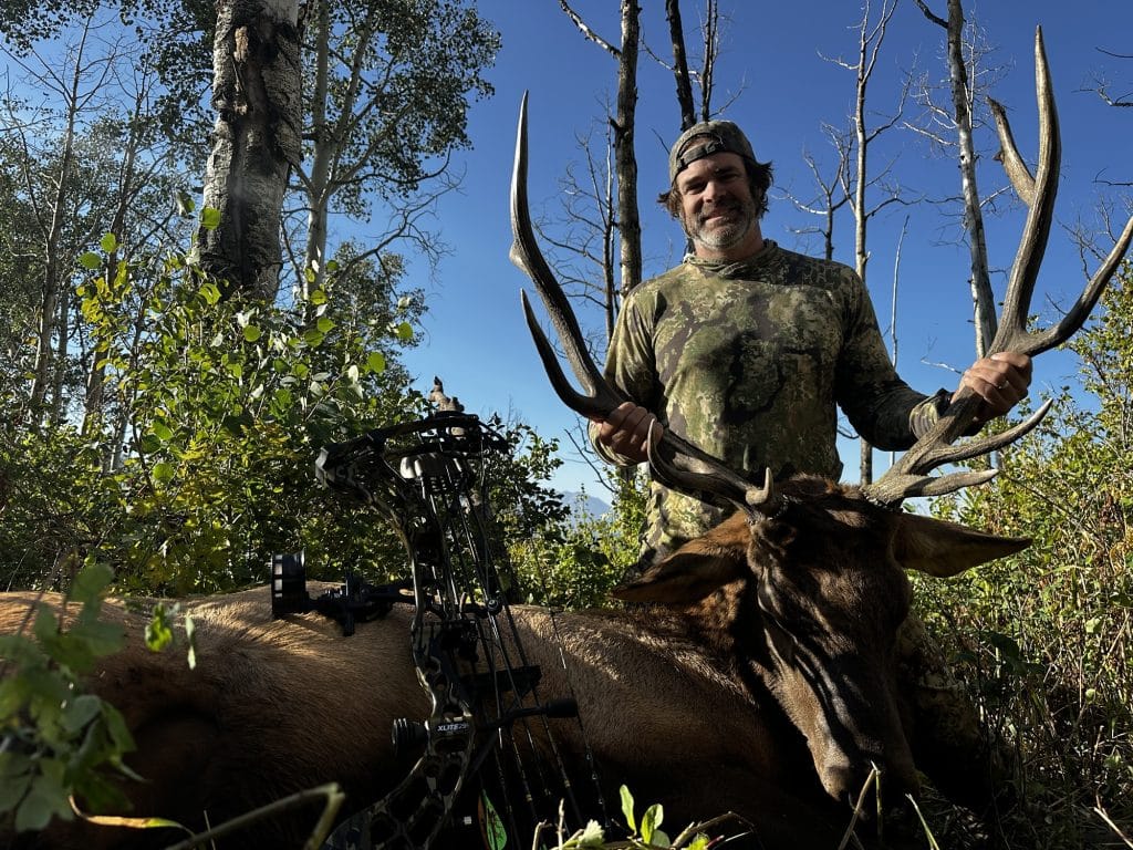 Archery bull elk taken by a bowhunter wearing Kryptek Obskura Transitional camo in Colorado aspens